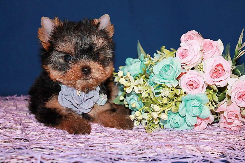 Собаки в Москве: Маленькая девочка, Янтарная капелька  Девочка, 110 000 руб. - фото 4