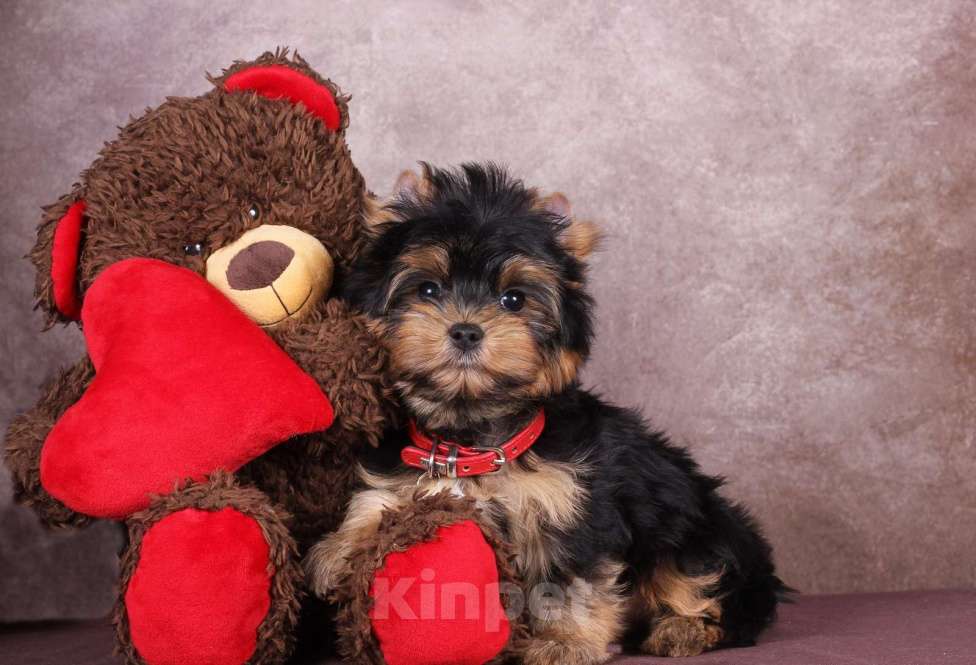 Собаки в Москве: Йоркширский породный красавчик Ютубик 🥰 РКФ Мальчик, 45 000 руб. - фото 9