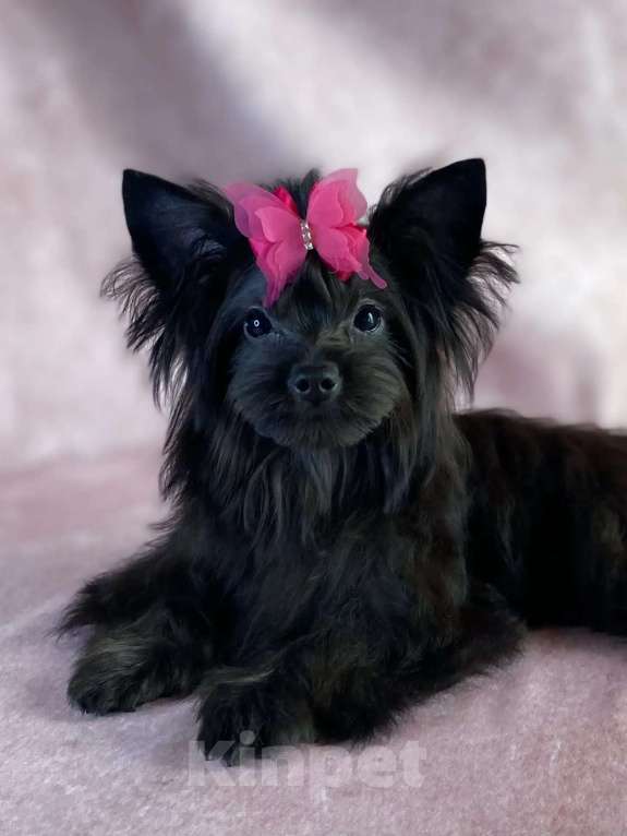 Собаки в Москве: Цветной йорк мини девочка Девочка, 45 000 руб. - фото 4