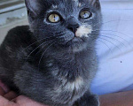 Кошки в Смоленске: Котёнок девочка Девочка, Бесплатно - фото 1