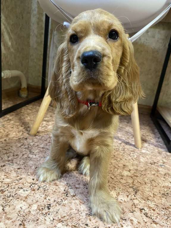 Собаки в Воронеже: Умненькая девочка Девочка, 15 000 руб. - фото 3