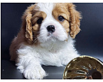Собаки в Саратове:  Кавалер Кинг Чарльз Спаниель Девочка Девочка, Бесплатно - фото 1
