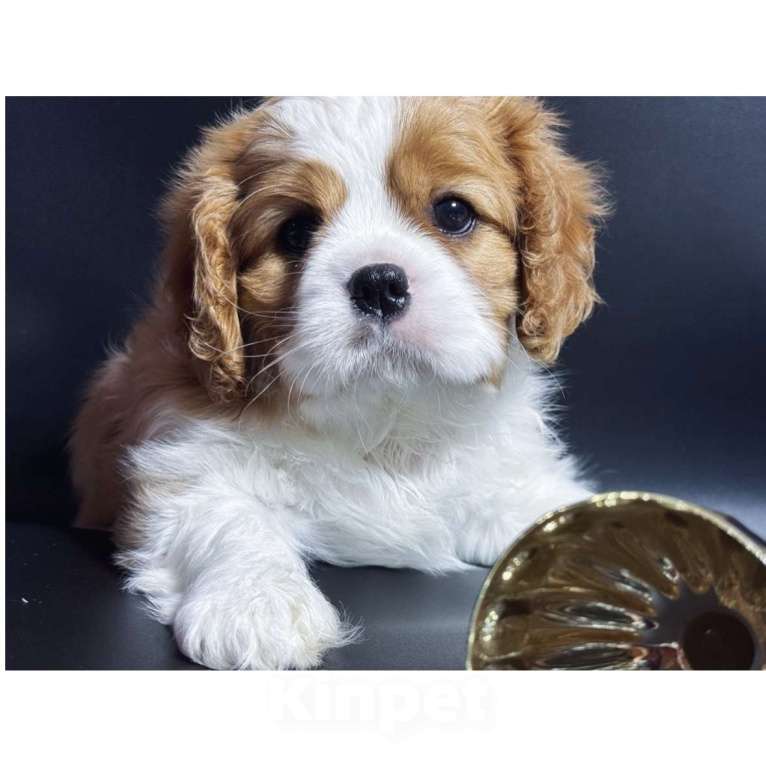 Собаки в Саратове:  Кавалер Кинг Чарльз Спаниель Девочка Девочка, Бесплатно - фото 1