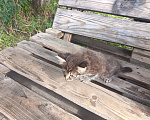 Кошки в Чите: Котëнок в добрые руки бесплатно Девочка, Бесплатно - фото 2