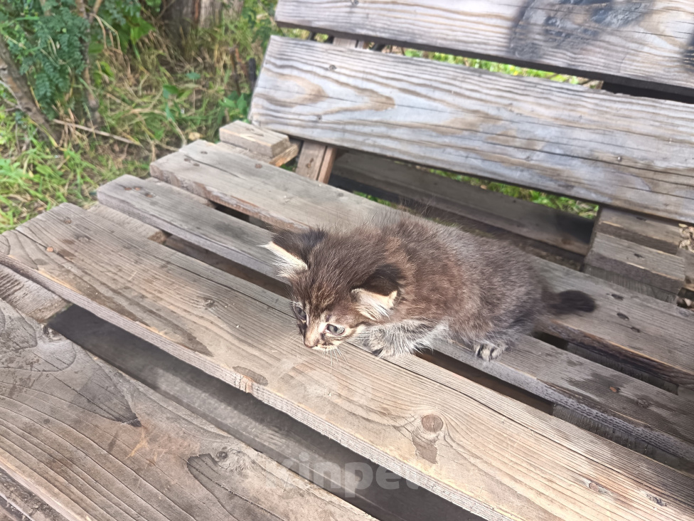 Кошки в Чите: Котëнок в добрые руки бесплатно Девочка, Бесплатно - фото 2