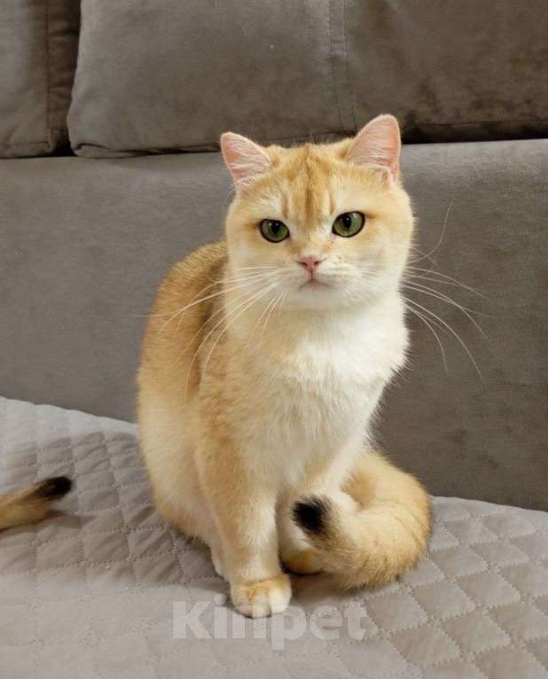 Кошки в Москве: Британская девочка Девочка, 45 000 руб. - фото 5