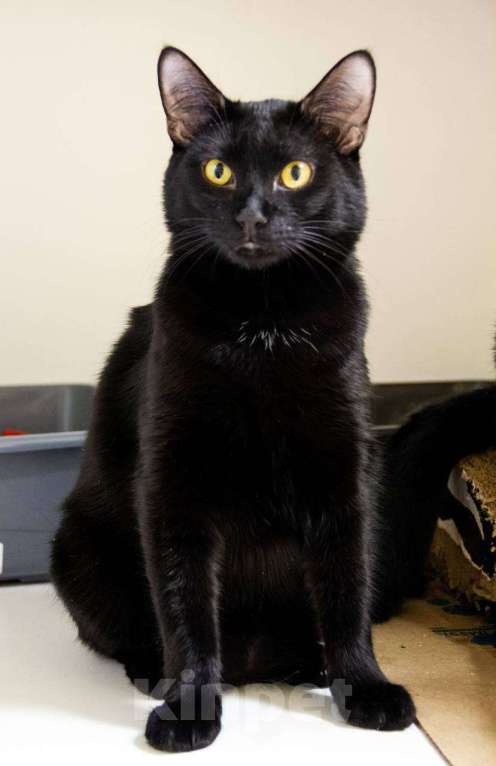 Кошки в Королеве: Котик Лаки ищет дом Мальчик, Бесплатно - фото 2