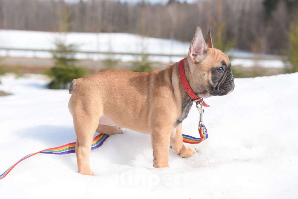 Собаки в Москве: Девочка Девочка, 50 000 руб. - фото 8