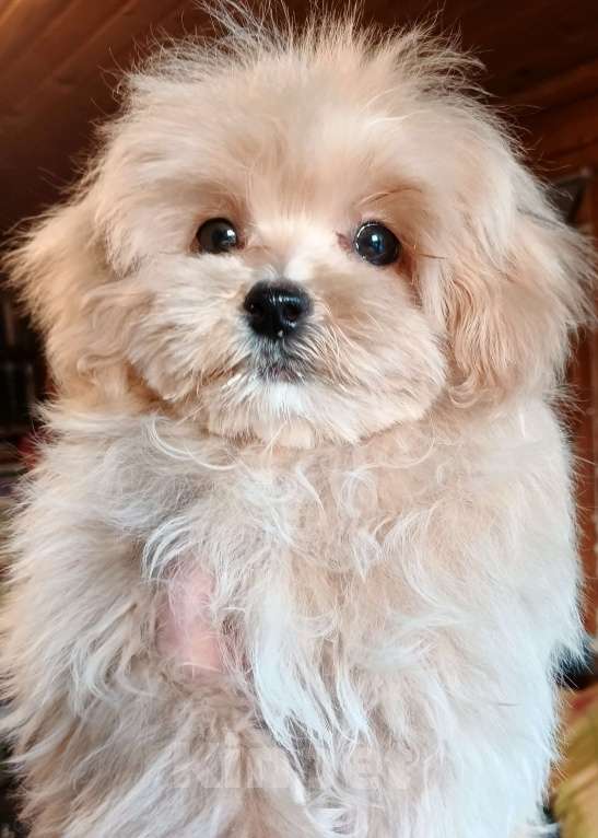 Собаки в Москве: Мальтипу чудесная девочка Девочка, 100 000 руб. - фото 2