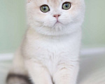 Кошки в Санкт-Петербурге: Британская голубая золотая шиншилла Девочка, 150 000 руб. - фото 5