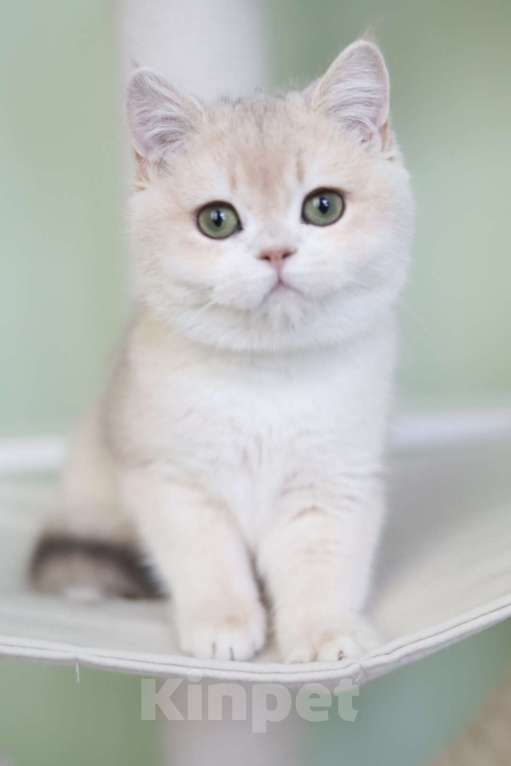 Кошки в Санкт-Петербурге: Британская голубая золотая шиншилла Девочка, 150 000 руб. - фото 5