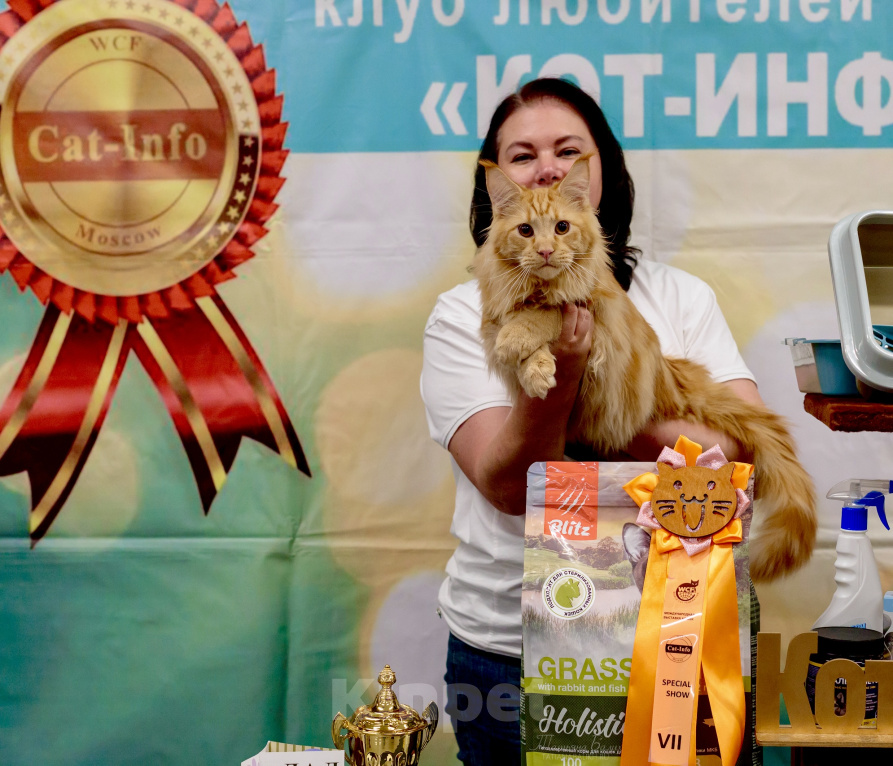 Кошки в Москве: 🔥Красный всегда модный😻 Мальчик, Бесплатно - фото 4