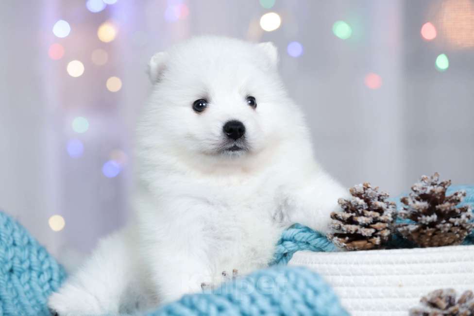 Собаки в Москве: Японский шпиц щенки РКФ  Девочка, 50 000 руб. - фото 2