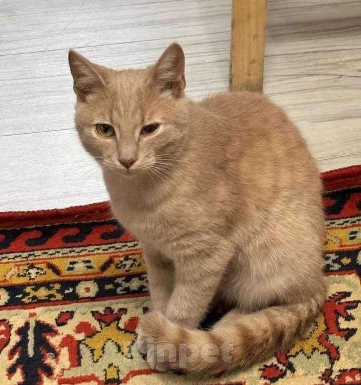 Кошки в Москве: Бося — рыжий котик. Котенок подросток в добрые руки. Мальчик, Бесплатно - фото 4