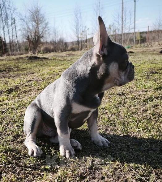 Собаки в Санкт-Петербурге: Лиловый щенок Мальчик, 60 000 руб. - фото 4