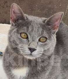 Кошки в Москве: ПОМОГИТЕ!!! Мальчик, Бесплатно - фото 1