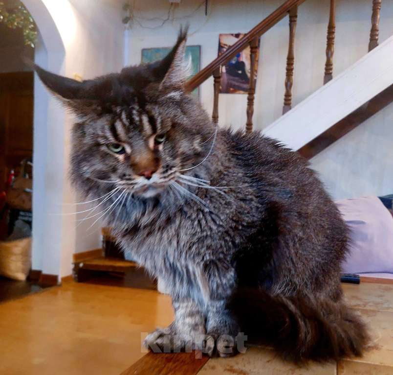 Кошки в Москве: Взрослый Мальчик, 1 руб. - фото 3