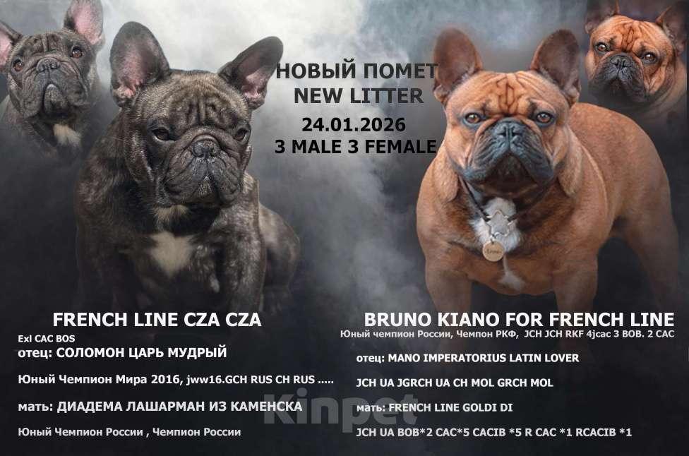 Собаки в Москве: Мальчик стандарт РКФ бело тигровый Мальчик, Бесплатно - фото 1