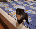 Кошки в Санкт-Петербурге: Продам котят Девочка, 9 000 руб. - фото 5