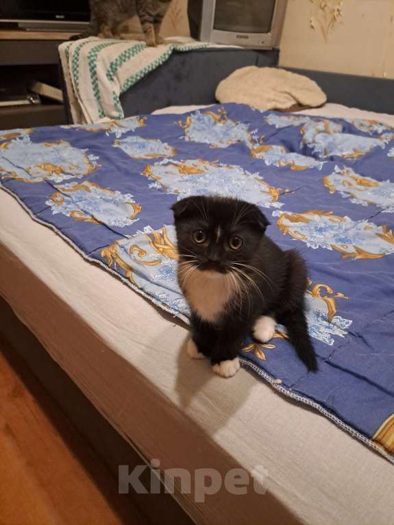 Кошки в Санкт-Петербурге: Продам котят Девочка, 9 000 руб. - фото 5