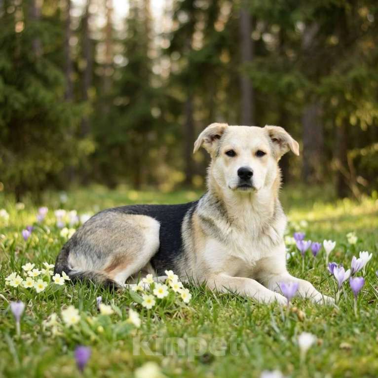 Собаки в Дмитрове: щенок Ася в добрые руки Девочка, Бесплатно - фото 4