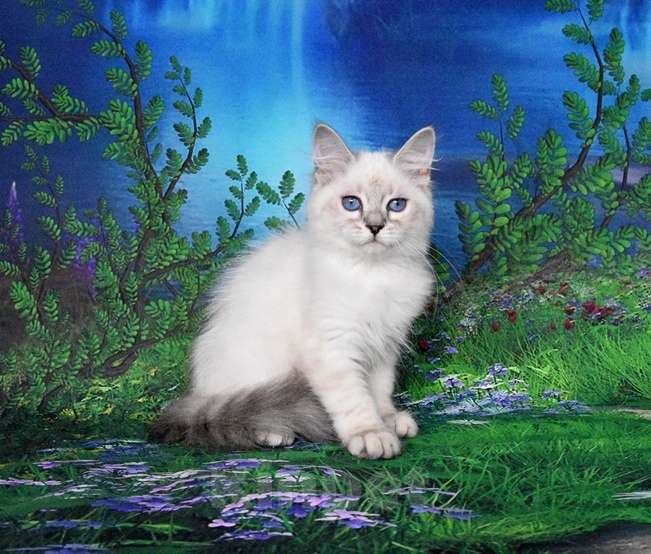 Кошки в Москве: Синеглазая принцесса Девочка, Бесплатно - фото 6