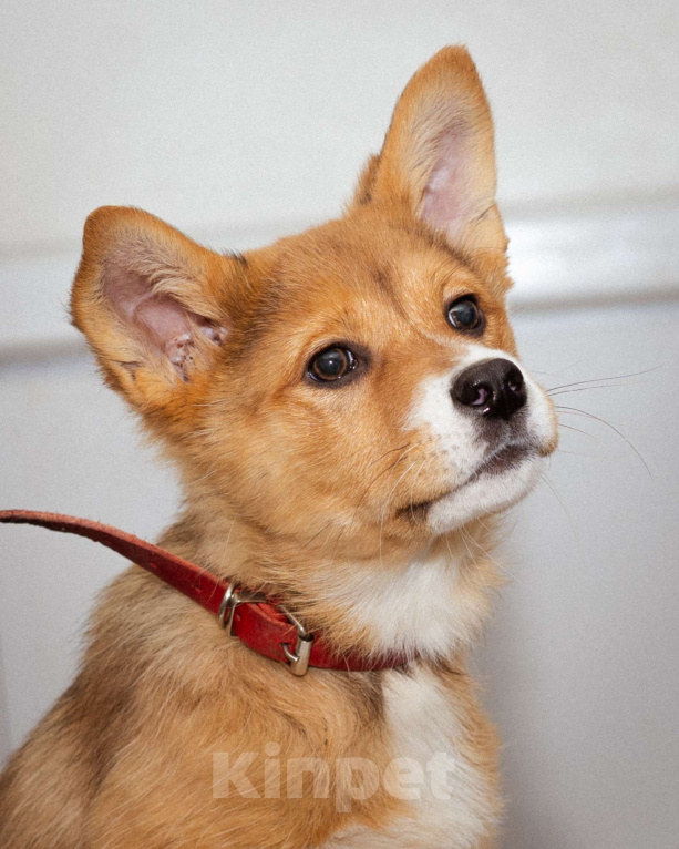 Собаки в Москве: Девочка, 2.5 - 3 месяца ищет дом Девочка, Бесплатно - фото 5