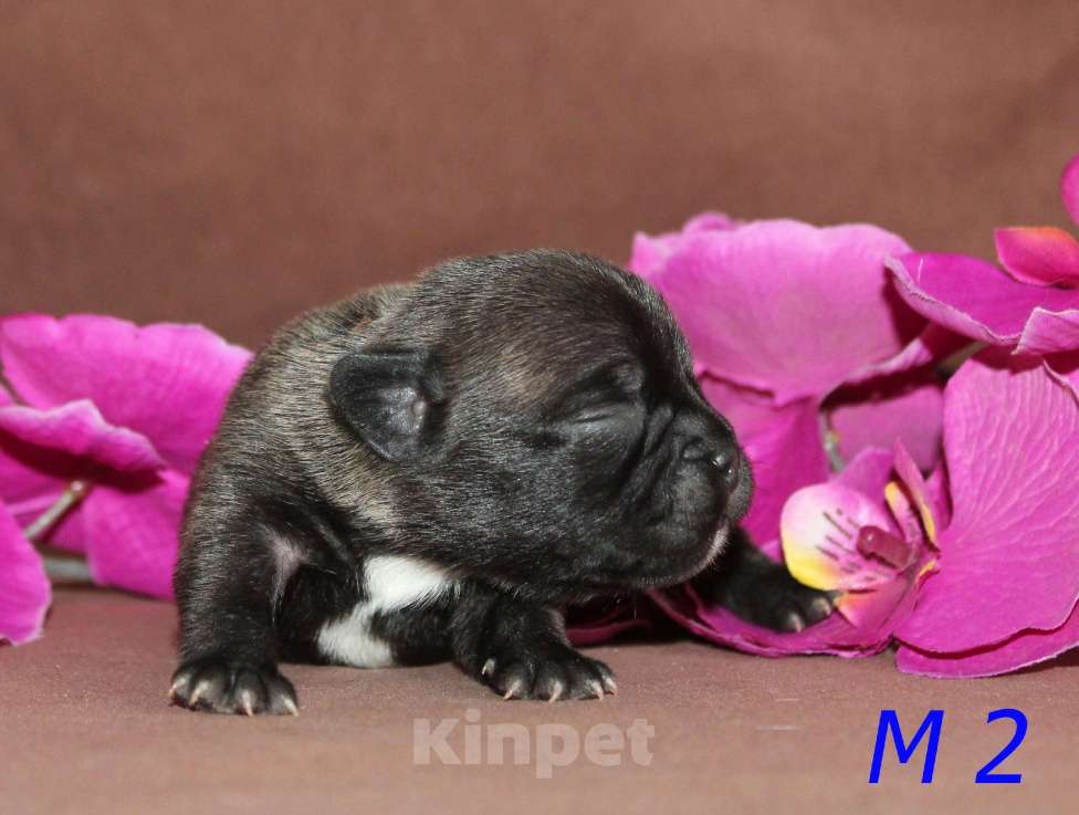 Собаки в Брянске: Французский бульдог щенки Мальчик, 30 000 руб. - фото 10