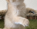 Кошки в Ковровом: Котёнок британской золотой шиншиллы  Мальчик, 50 000 руб. - фото 2