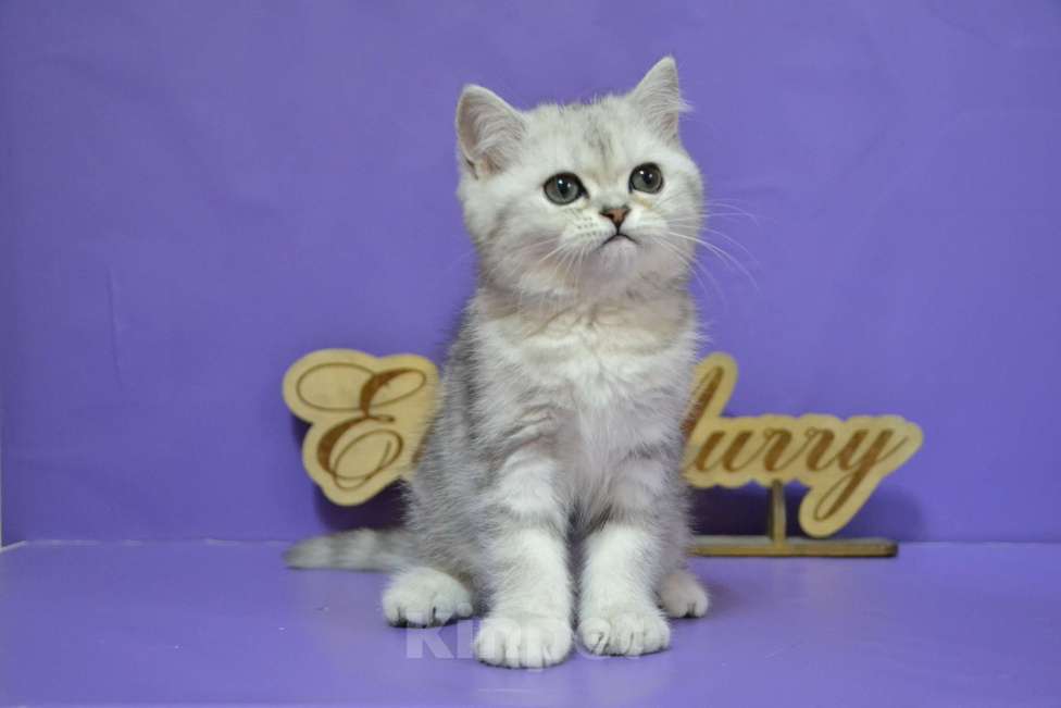 Кошки в Москве: Мраморная на серебре Кошечка Девочка, 50 000 руб. - фото 8