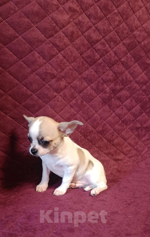 Собаки в Москве: Расписной крепыш Мальчик, 45 000 руб. - фото 4