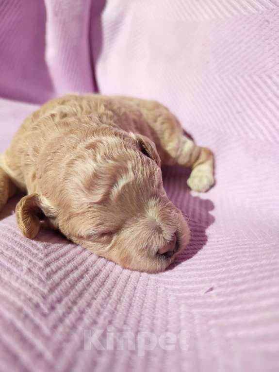 Собаки в Новомосковске: Щенки той /миниатюрный пудель Мальчик, 45 000 руб. - фото 7