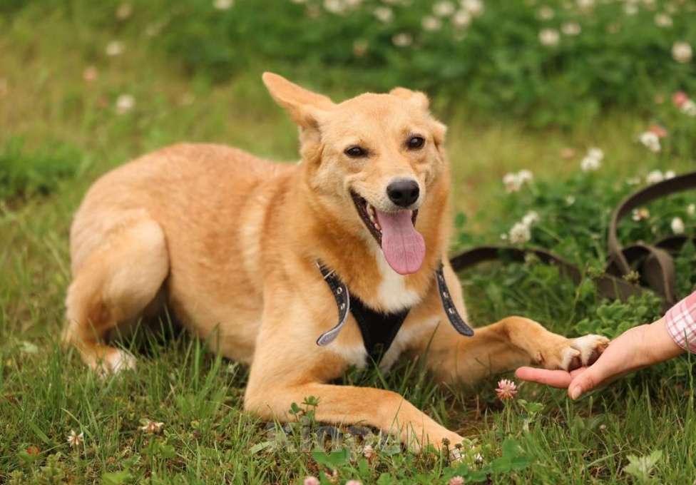 Собаки в Москве: Рыжая маленькая лисичка Фокси в добрые руки Девочка, 1 руб. - фото 4