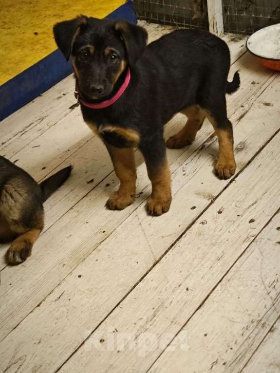 Собаки в Красногорске: Девочка Кира 2,5 месяца ждет родителей  Девочка, Бесплатно - фото 1