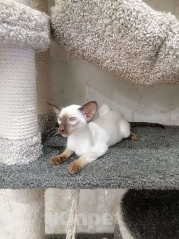 Кошки в Омске: Девочка породы ориентальная готова переехать в свою семью! Девочка, 50 999 руб. - фото 3