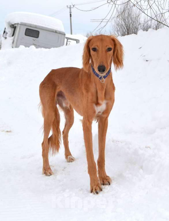 Собаки в Глазове: ADDIL ASSAD Мальчик, Бесплатно - фото 8
