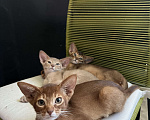 Кошки в Самаре: Аби-малыши Мальчик, Бесплатно - фото 3
