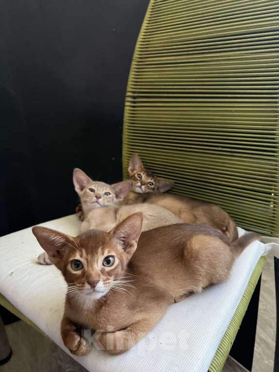 Кошки в Самаре: Аби-малыши Мальчик, Бесплатно - фото 3