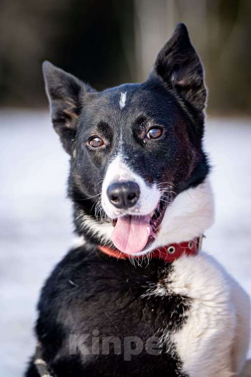 Собаки в Клине: Джоли - звёздная собачка Девочка, Бесплатно - фото 3