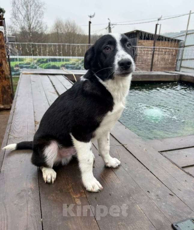 Собаки в других городах Владимирской области: Малышка Майя очень ждет своих родителей Девочка, Бесплатно - фото 1