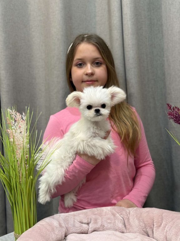 Собаки в Москве: Молли.  Эксклюзивное Микро Девочка, 150 000 руб. - фото 6