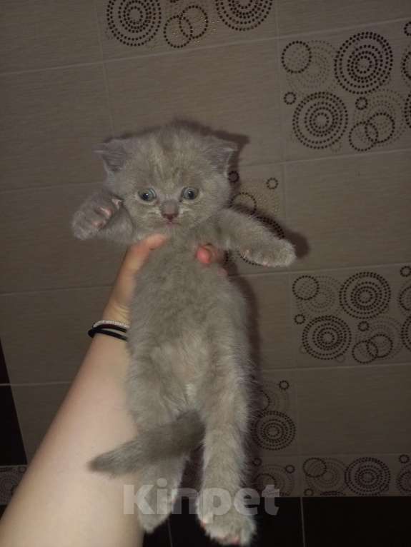 Кошки в Улане-Удэ: Британские котята в добрые руки Мальчик, 3 000 руб. - фото 5