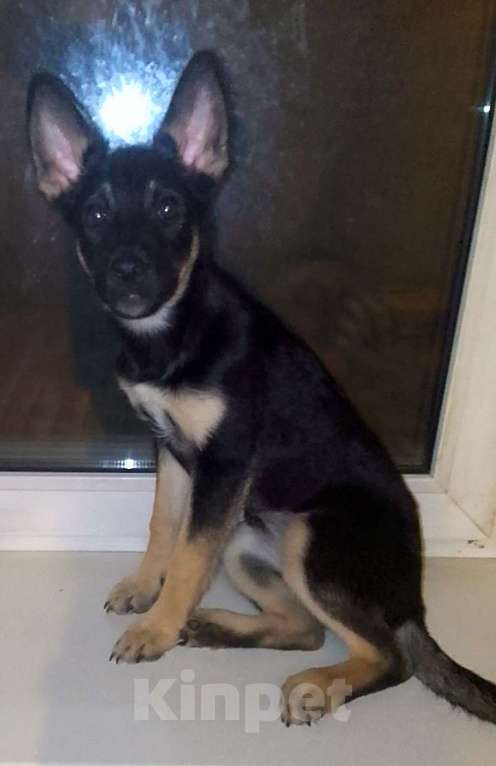 Собаки в Москве: Восточноевропейская овчарка щенок суки Девочка, 10 000 руб. - фото 7