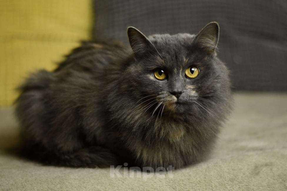 Кошки в Москве: кошка Хлоя в добрые руки Девочка, Бесплатно - фото 8