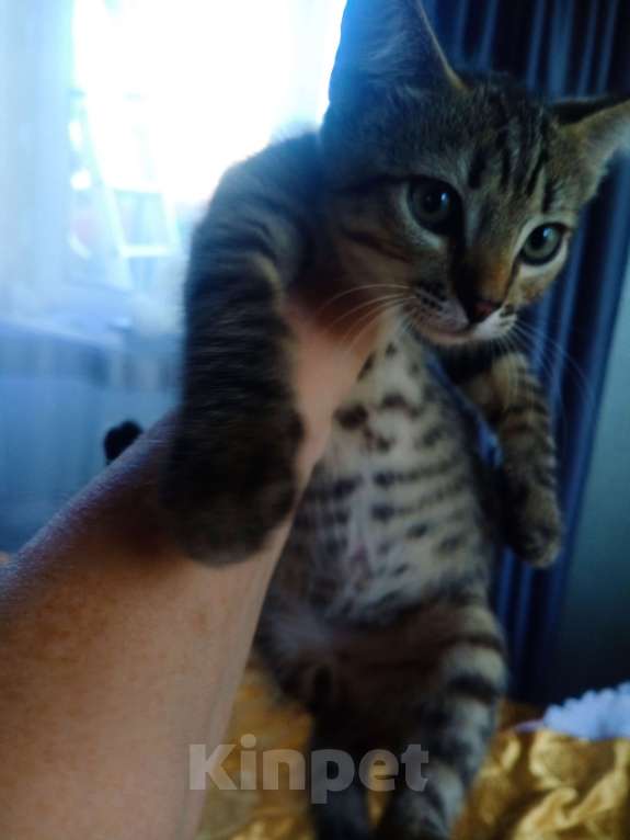 Кошки в Москве: Бенгальский котёнок  Мальчик, 25 000 руб. - фото 3
