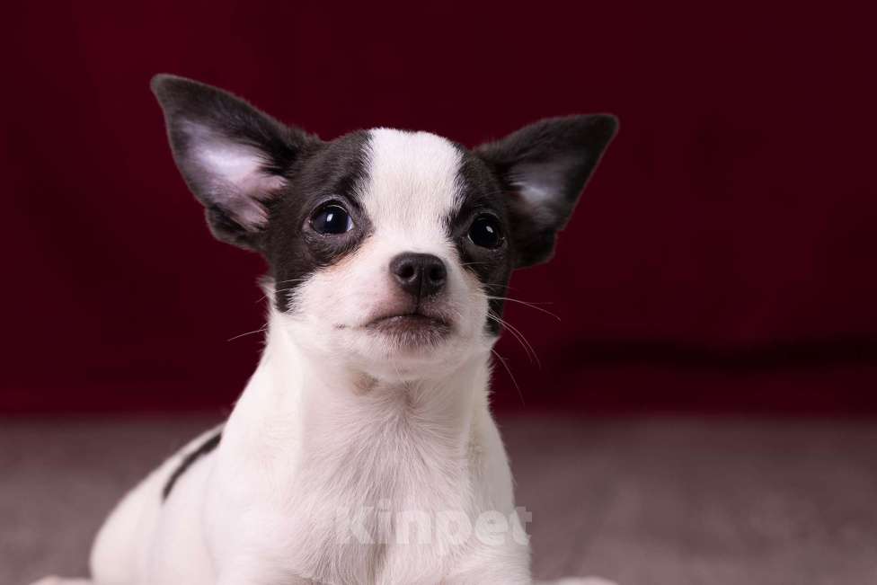 Собаки в Балашихе: Мальчик  чихуахуа  Мальчик, 25 000 руб. - фото 1