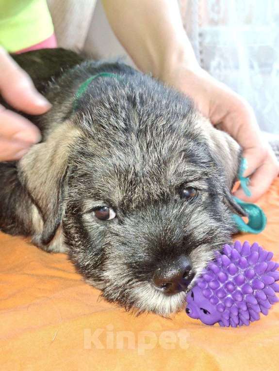 Собаки в Владимире: Мальчики Мальчик, Бесплатно - фото 1