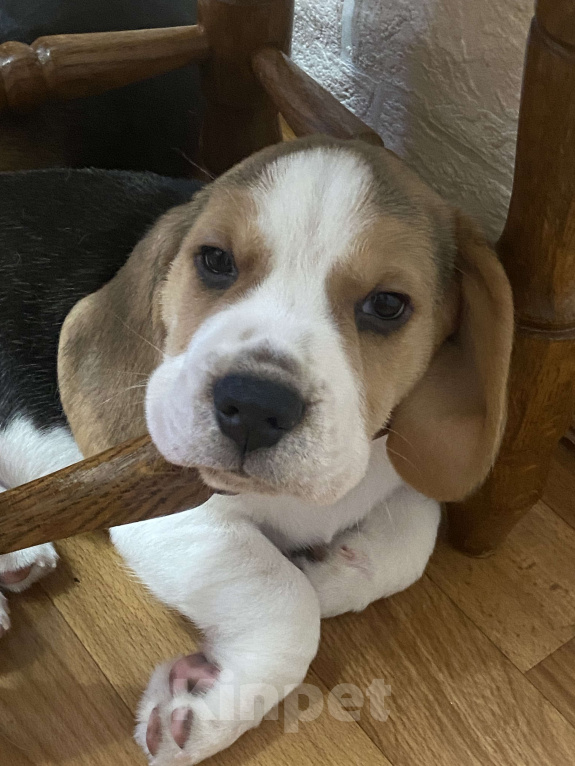 Собаки в Севастополе: Бигель Мальчик, 60 000 руб. - фото 1