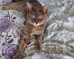 Кошки в Карачеве: Кошка, Бесплатно - фото 2