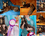 Кошки в Москве: Мейн-кун титулованная кошка шоу-класс 11 мес в разведение Девочка, 45 000 руб. - фото 1